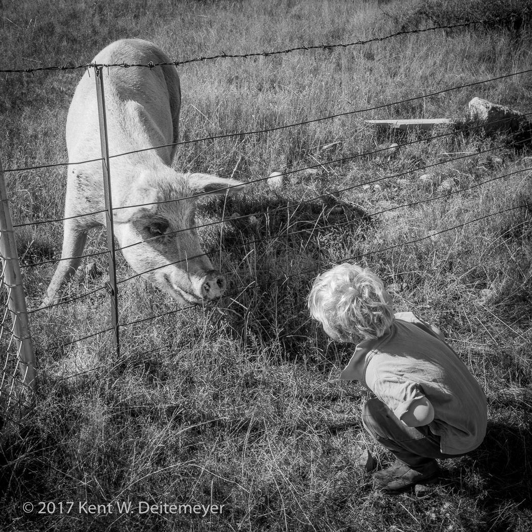 Ben Ensor saying 'hello' to the family's pet sow. Glenariffe_10_April_2017-12.jpg
