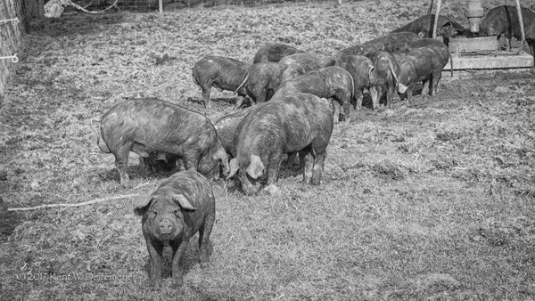 Wairarapa_KD_(13_of_1).jpg
