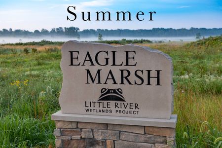 Eagle Marsh Summer