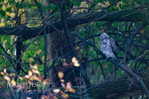 Red-shouldered Hawk-20-Edit-Edit.jpg