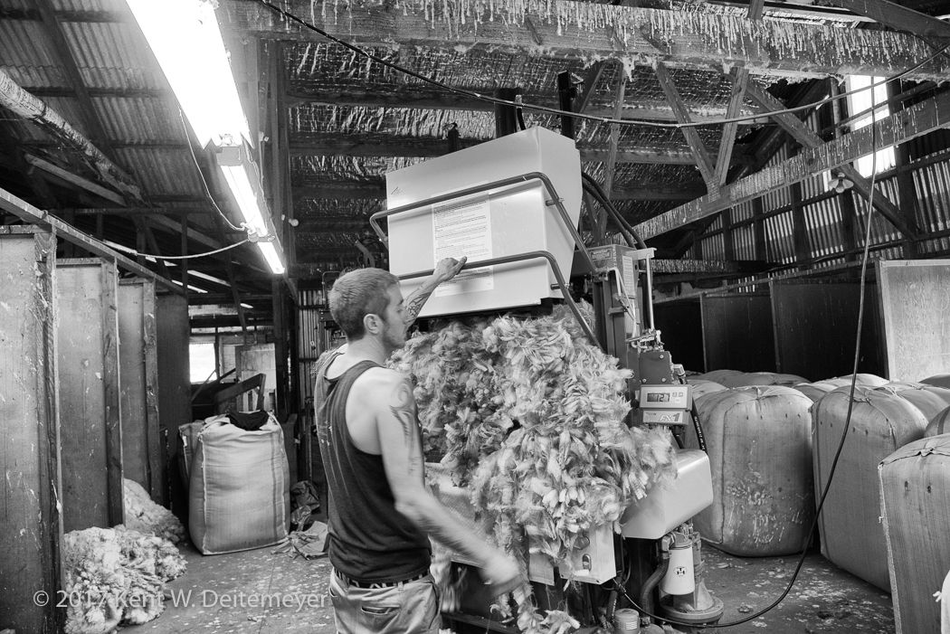 Glenariffe_Shearing_Day-17.jpg