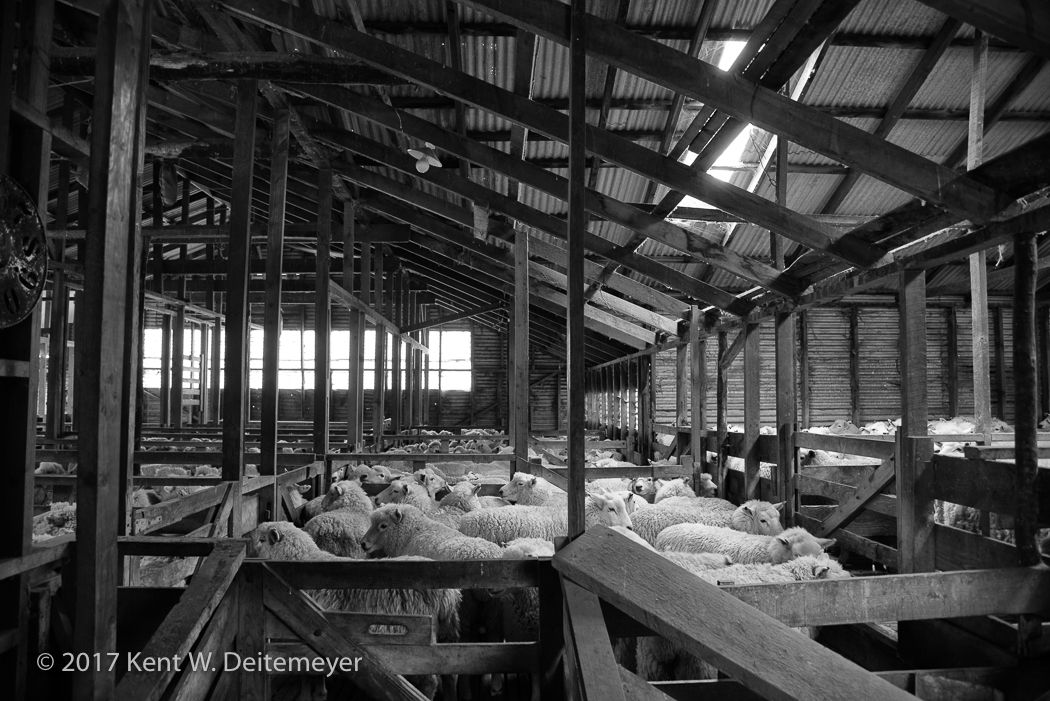 Glenariffe_Shearing_Day-9.jpg
