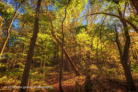 Autumn 5 • Bicentennial Woods • Fort Wayne, Indiana