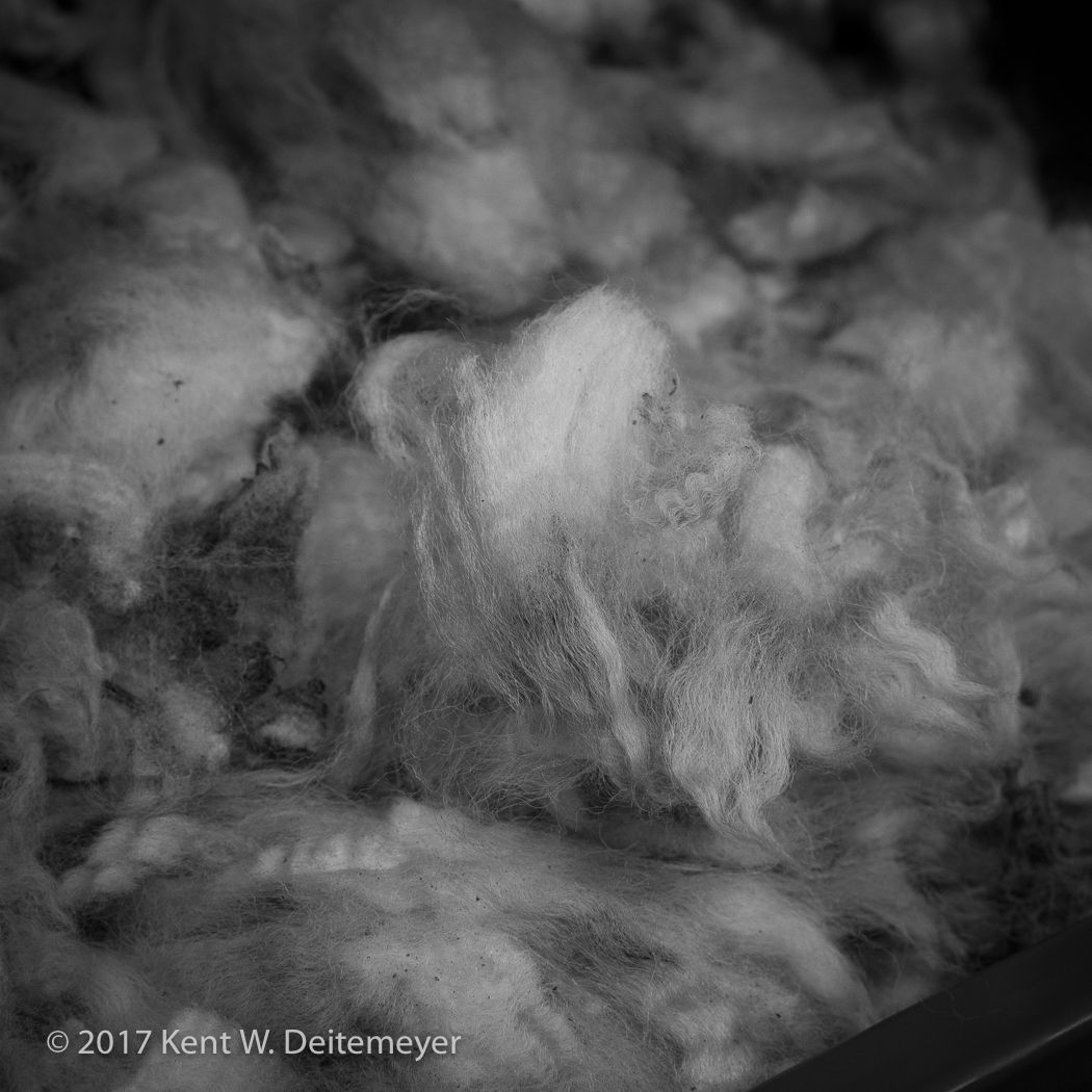 Glenariffe_Shearing_Day-16.jpg