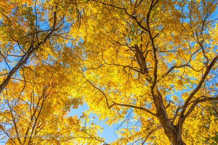 Autumn Drape 2 • Vandolah Acres Preserve • Fort Wayne, Indiana