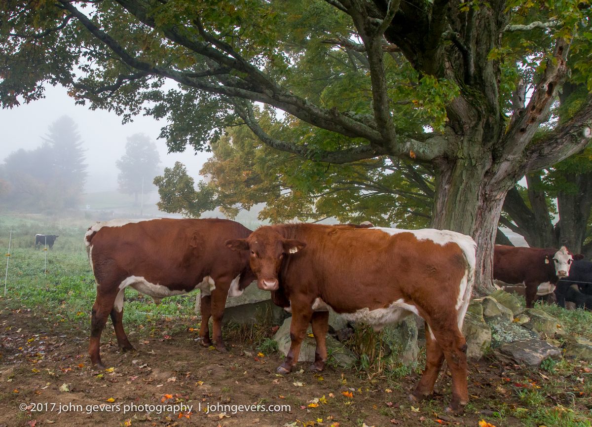 New England 2016-360.jpg