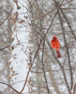 Cardinal in Snow.jpg