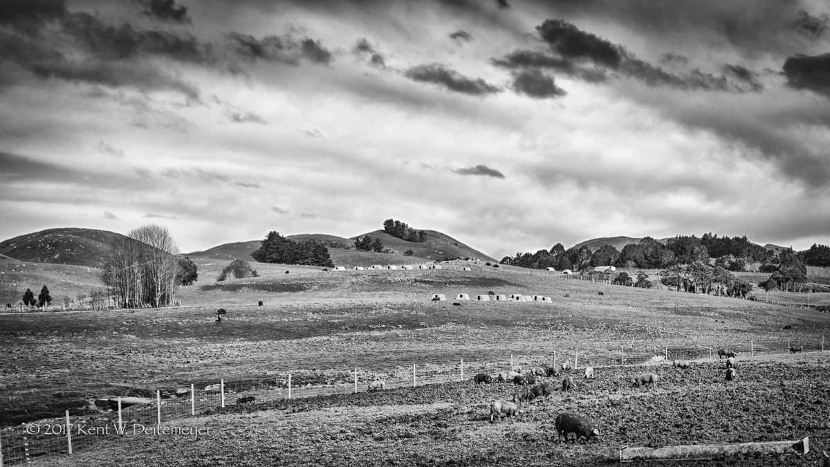 Wairarapa_KD_(14_of_1).jpg