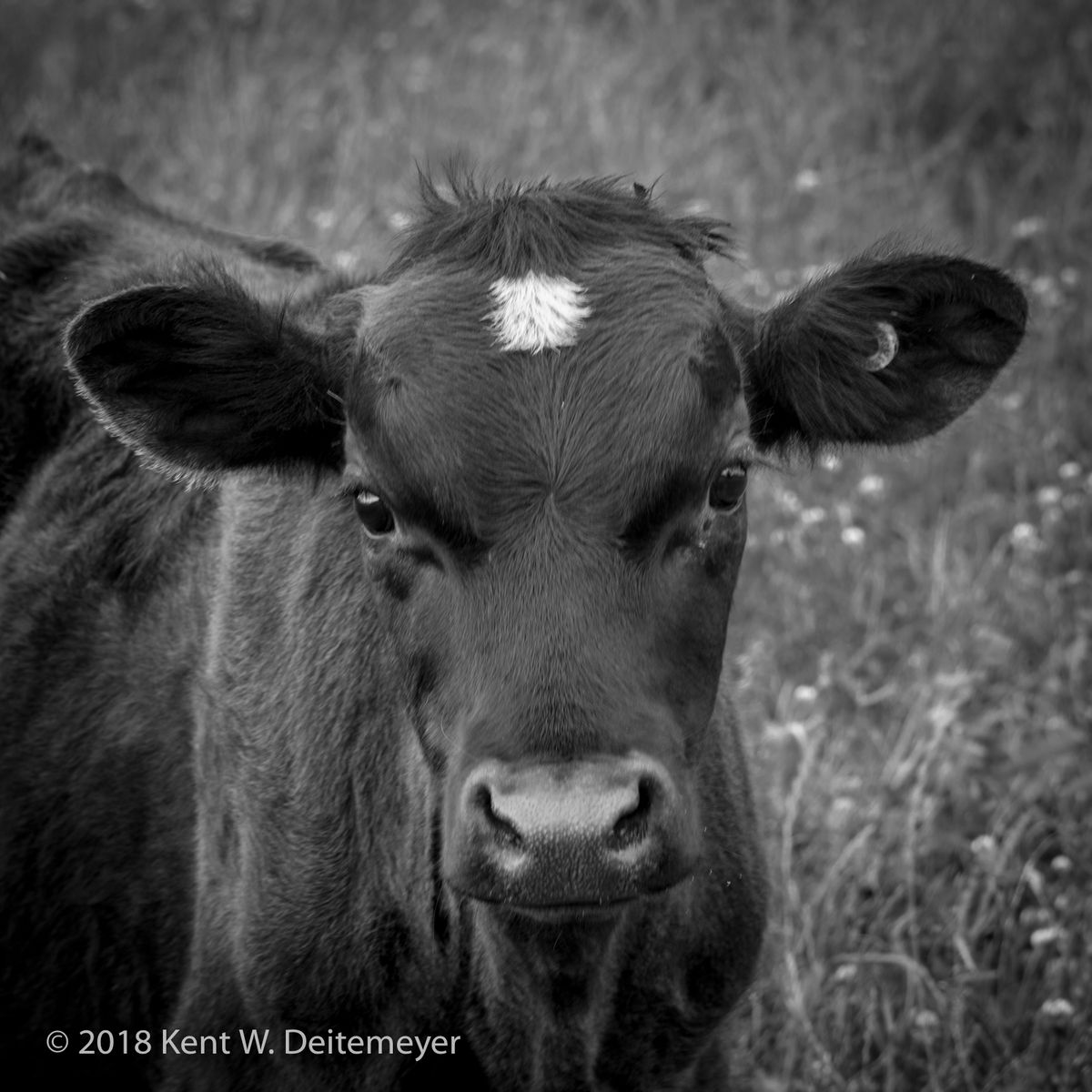 Glenariffe_B&W_19_Dec_2017_(10_of_24).jpg