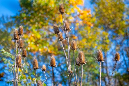 Thistles 1 • Vandolah Acres Preserve • Fort Wayne, Indiana Thistles 1 • Vandolah Acres Preserve • Fort Wayne, Indiana