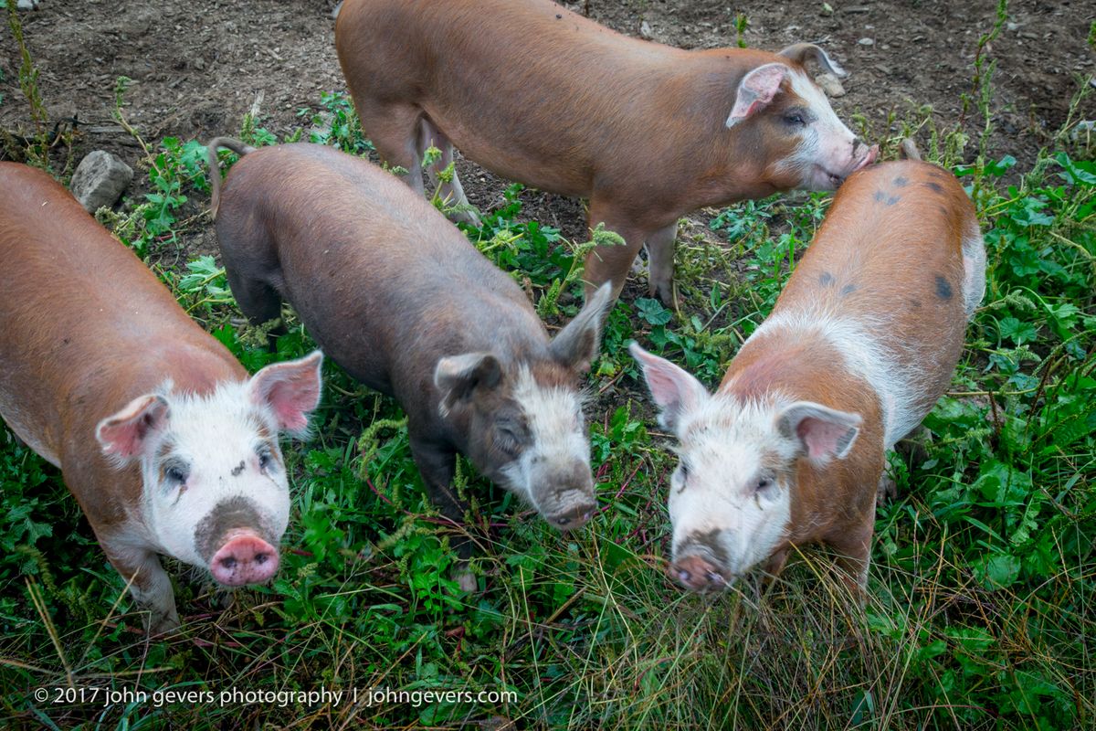 New England 2016-371.jpg