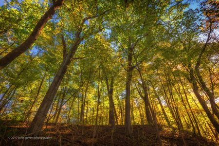 Autumn 3 • Bicentennial Woods • Fort Wayne, Indiana
