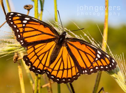 Vibrant Viceroy • Eagle Marsh • Fort Wayne, Indiana