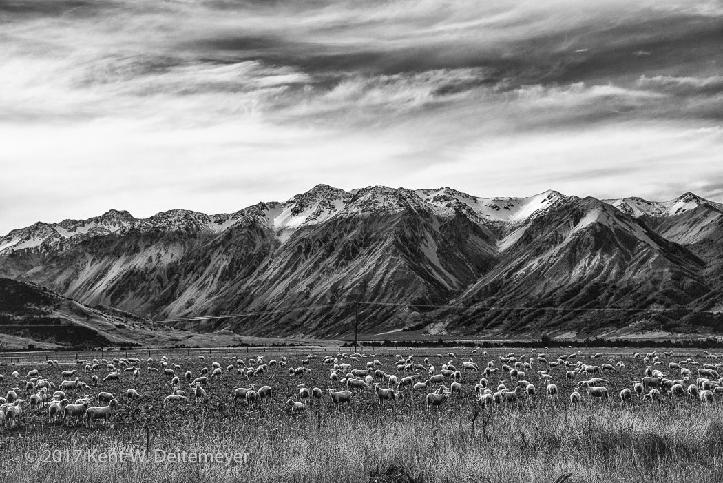 Sheep grazing the meadows of Glenariffe Station with the Southern Alps as a backdrop. Glenariffe_10_April_2017-14.jpg
