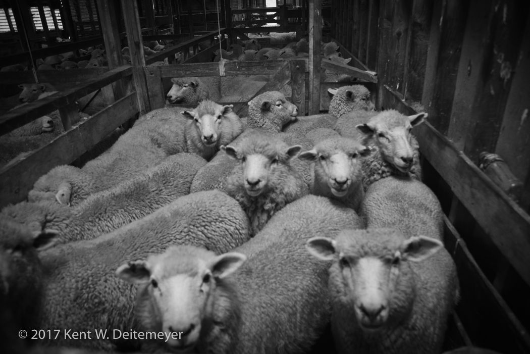 Glenariffe_Shearing_Day-10.jpg