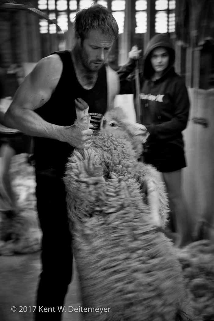 Glenariffe_Shearing_Day-11.jpg