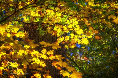Autumn 6 • Bicentennial Woods • Fort Wayne, Indiana