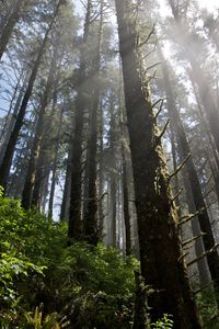 Forest  •  Oregon