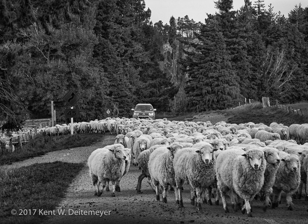 Heading home through the traffic jam at Black Hill Station. Glenariffe_10_April_2017-19.jpg