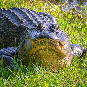 Alligator • Pinckney Island 140 • South Carolina