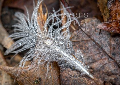 Frosted Feather • Fox Island • Fort Wayne, Indiana