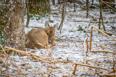 White-tail deer 4 • Steuben County, Indiana