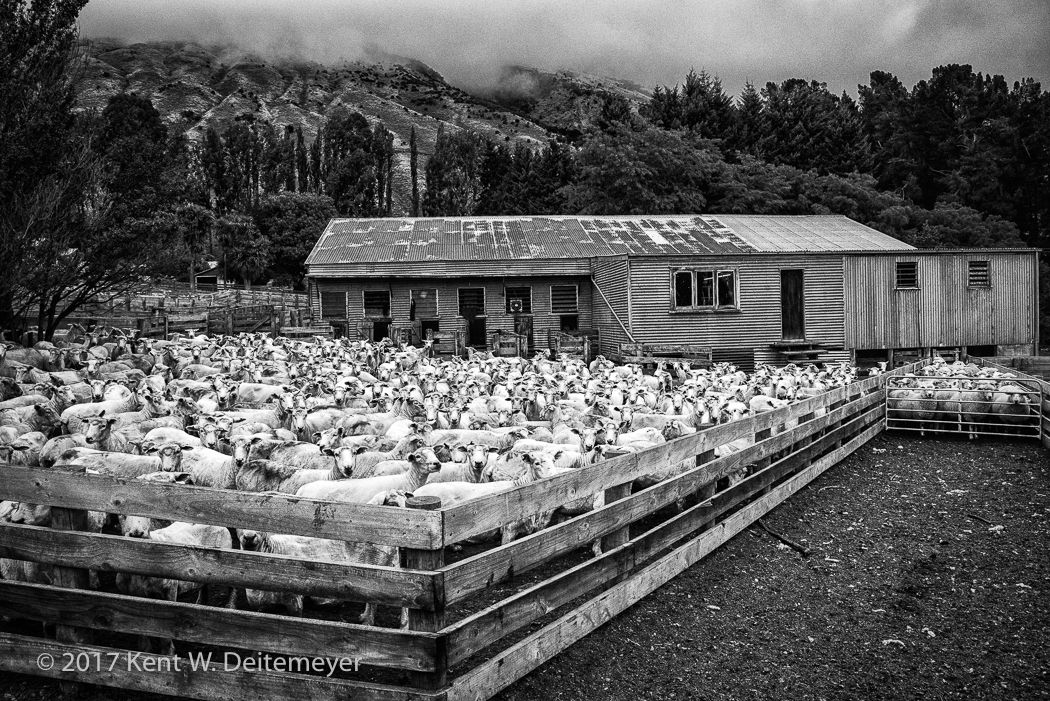 Glenariffe_Shearing_Day-22.jpg