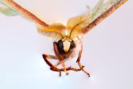 Luna Moth 1-1