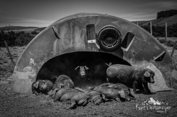 Afternoon nap, Large Black grower pigs Longbush Farm, New Zealand
