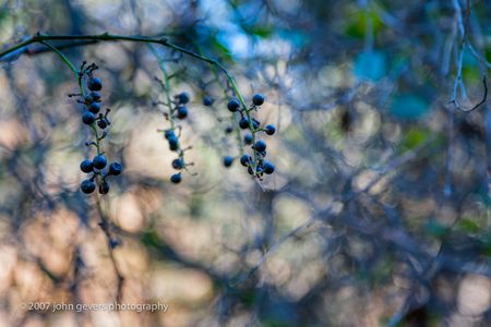 Berries 2 • Vandolah Acres Preserve • Fort Wayne, Indiana Berries 2 • Vandolah Acres Preserve • Fort Wayne, Indiana