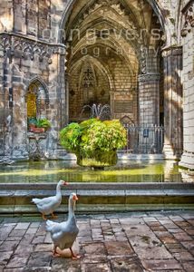 Cloister of Barcelona Cathedral • Catalonia, Spain