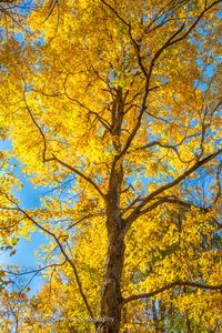 Autumn Drape 1 • Vandolah Acres Preserve • Fort Wayne, Indiana