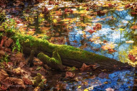 Autumn 2 • Bicentennial Woods • Fort Wayne, Indiana
