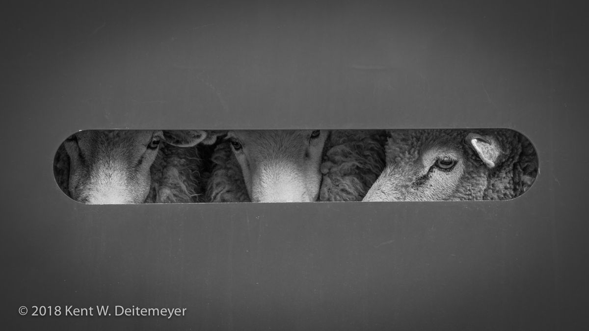 Glenariffe_B&W_19_Dec_2017_(22_of_24).jpg