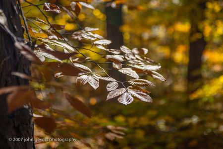 Autumn Glint • Vandolah Acres Preserve • Fort Wayne, Indiana