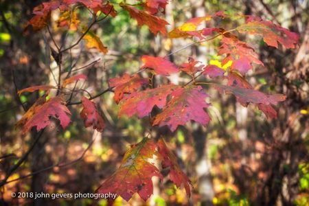 Autumn 7 • Bicentennial Woods • Fort Wayne, Indiana