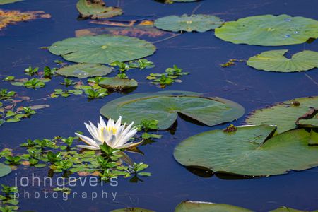 Water Lily 532