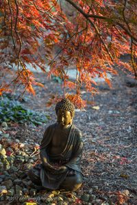 Buddha Serenity 2 • Fort Wayne, Indiana Buddha Serenity 2 • Fort Wayne, Indiana