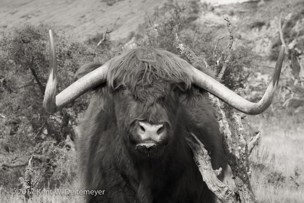 Glenariffe's pet Scottish Highlander! Glenariffe_10_April_2017-15.jpg