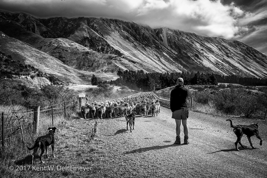 Glenariffe_Shearing_Day-30.jpg