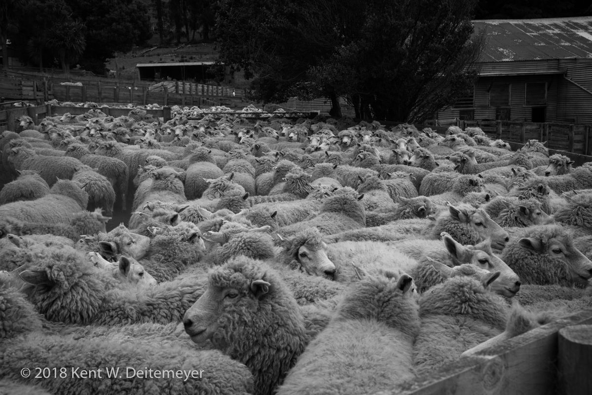 Glenariffe_B&W_19_Dec_2017_(6_of_24).jpg