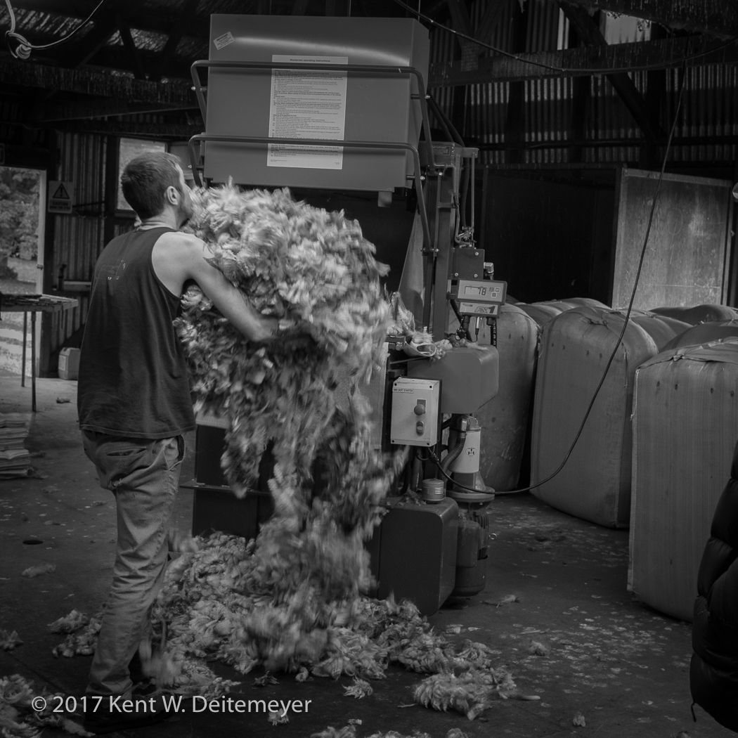 Glenariffe_Shearing_Day-14.jpg