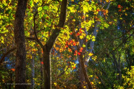 Autumn 4 • Bicentennial Woods • Fort Wayne, Indiana