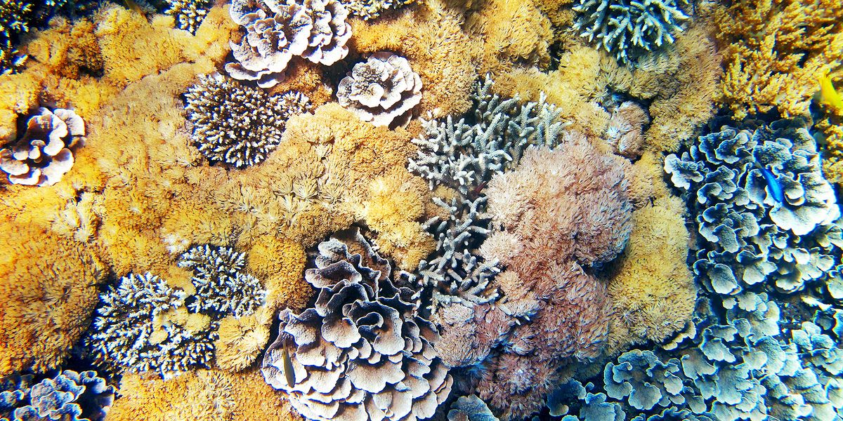 CoralscapeSpectrum_72dpi.jpg