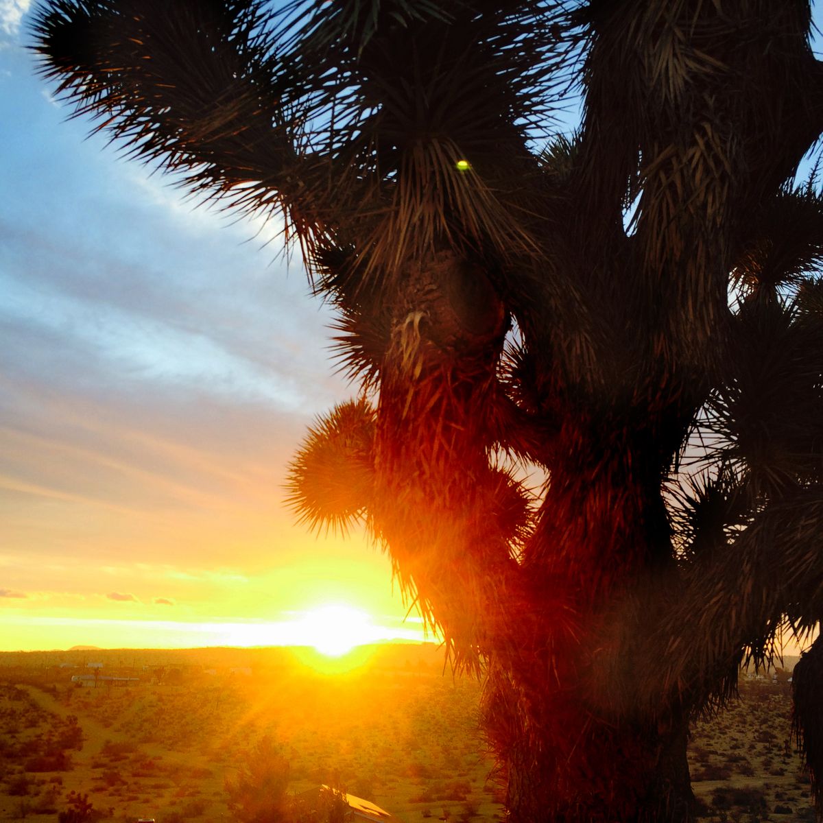 jtree_sunrise_sq.jpg