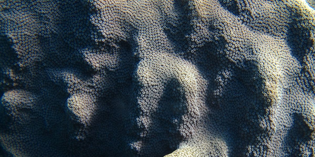 CoralMatrix_20x40_72dpi.jpg