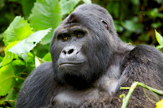 aug-7-gorillas-blog.jpg