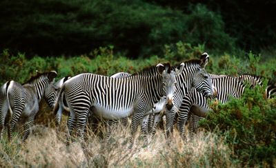 017-zebra-herd-90.jpg