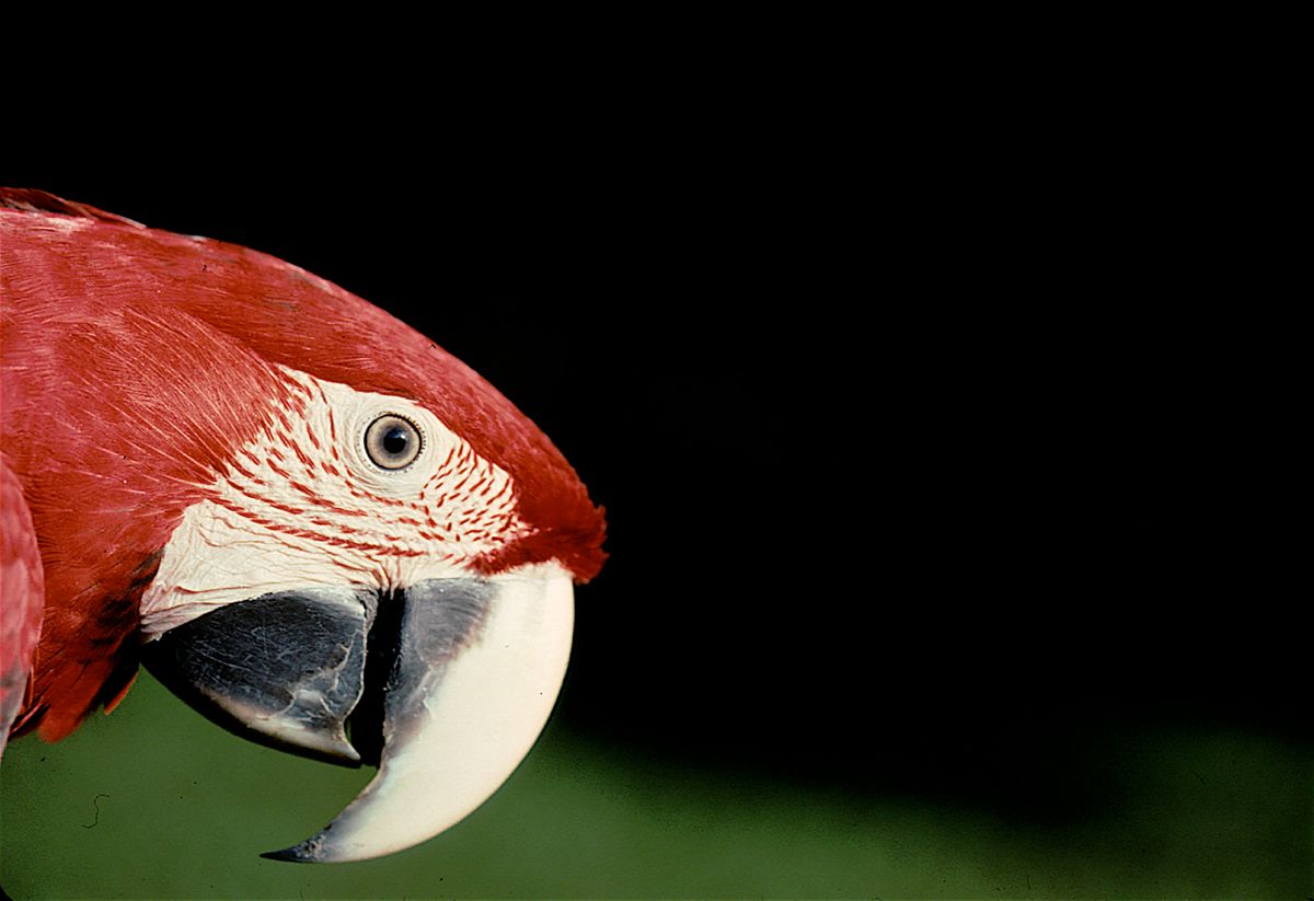 scarlet macaw.