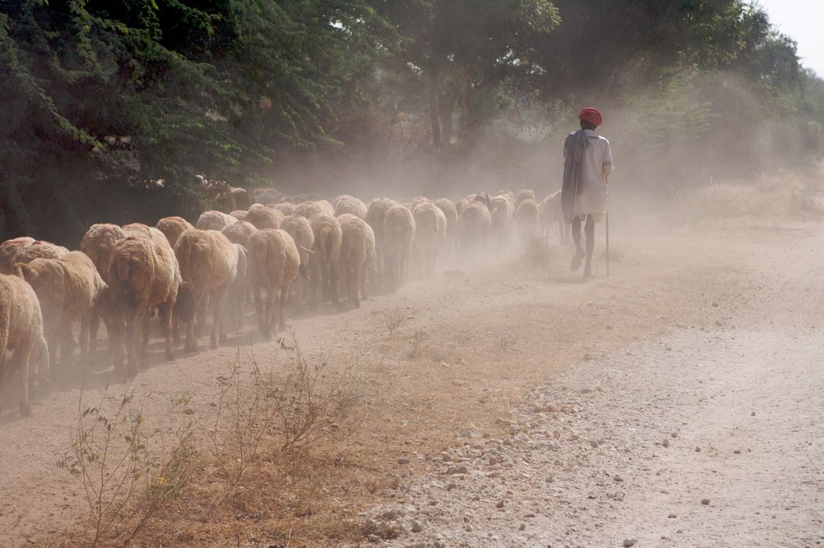 INDIA 2007  3415.jpg